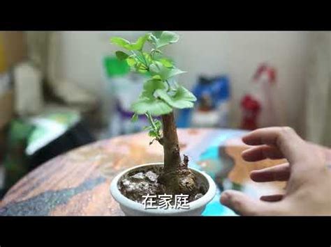 銀杏種植盆栽|【銀杏 種植】驚！銀杏種植成功大解析！ 新手必看種植照護懶人。